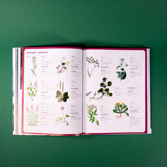 Bildet viser et oppslag av spiselige vekster, presentert som en tradisjonell skoleplansje. Hver plante er tegnet, med en liten tekst med fakta om hver plante ved siden av.